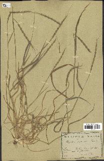 spécimen de Aegilops ventricosa