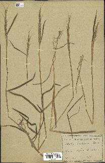 spécimen de Aegilops ventricosa
