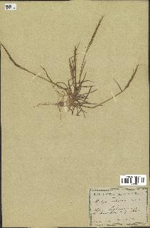 spécimen de Aegilops ventricosa