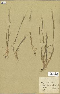 spécimen de Aegilops ventricosa