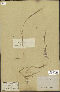 spécimen de Aegilops ventricosa