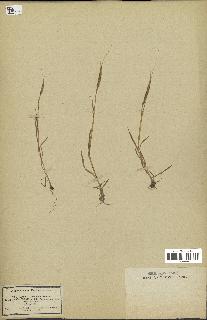 spécimen de Aegilops ventricosa