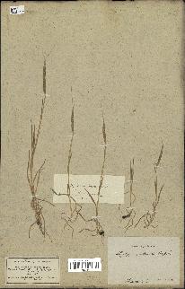 spécimen de Aegilops ventricosa