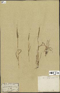 spécimen de Aegilops ventricosa