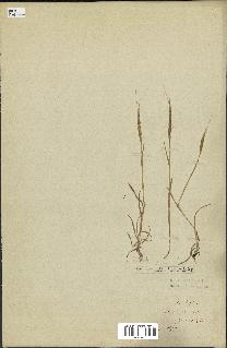 spécimen de Aegilops ventricosa