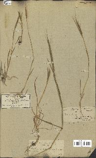 spécimen de Aegilops ventricosa
