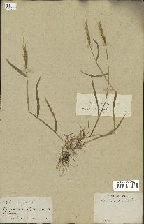 spécimen de Aegilops ventricosa