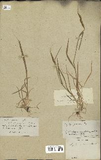spécimen de Aegilops ventricosa