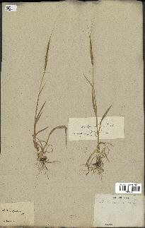 spécimen de Aegilops ventricosa