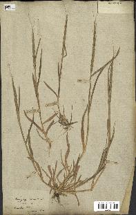 spécimen de Aegilops ventricosa