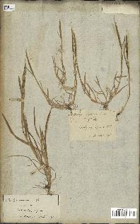 spécimen de Aegilops ventricosa