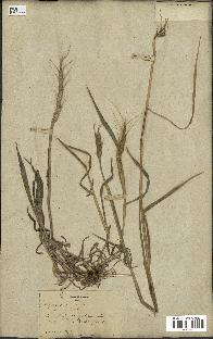 spécimen de Aegilops ventricosa