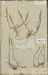 spécimen de Aegilops ventricosa