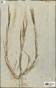 spécimen de Aegilops ventricosa