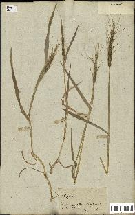 spécimen de Aegilops ventricosa