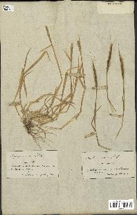 spécimen de Aegilops ventricosa