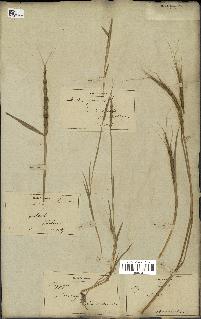spécimen de Aegilops ventricosa