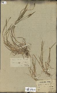spécimen de Aegilops ventricosa