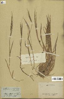 spécimen de Aegilops ventricosa