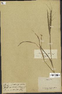 spécimen de Aegilops ventricosa