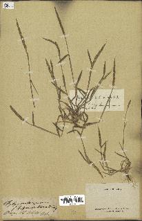 spécimen de Aegilops ventricosa