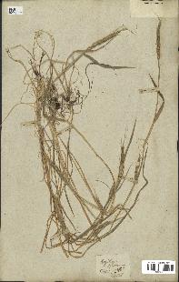 spécimen de Aegilops ventricosa