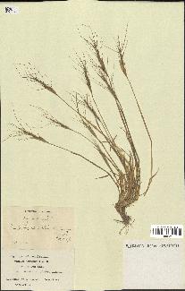spécimen de Aegilops triuncialis