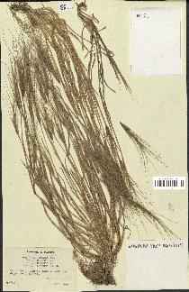 spécimen de Aegilops triuncialis
