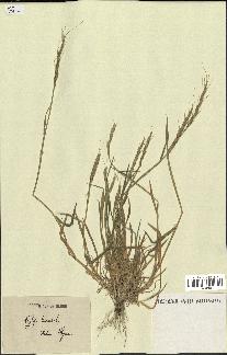spécimen de Aegilops triuncialis