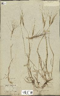 spécimen de Aegilops triuncialis