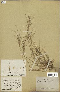 spécimen de Aegilops triuncialis