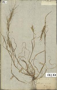 spécimen de Aegilops triuncialis