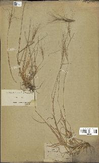 spécimen de Aegilops triuncialis