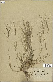 spécimen de Aegilops triuncialis