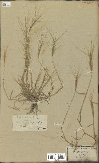 spécimen de Aegilops triuncialis