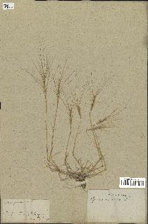 spécimen de Aegilops triuncialis