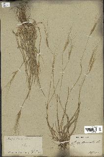 spécimen de Aegilops triuncialis