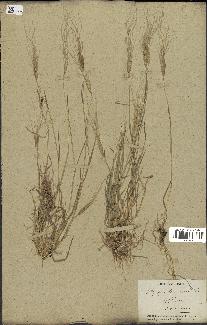 spécimen de Aegilops triuncialis