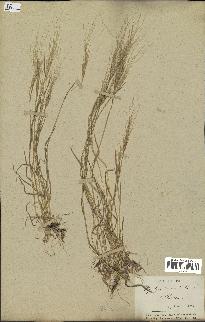 spécimen de Aegilops triuncialis