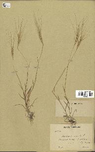 spécimen de Aegilops triuncialis