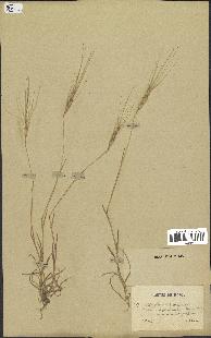 spécimen de Aegilops triuncialis