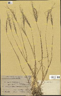 spécimen de Aegilops triuncialis