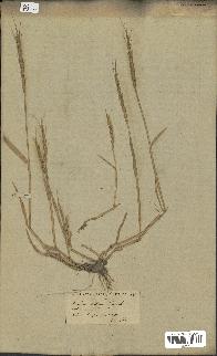 spécimen de Aegilops ventricosa