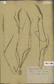 spécimen de Aegilops ventricosa