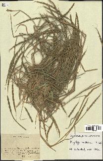 spécimen de Aegilops ventricosa