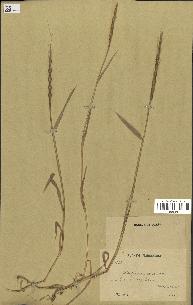 spécimen de Aegilops ventricosa