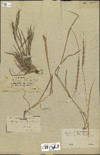 spécimen de Aegilops ventricosa