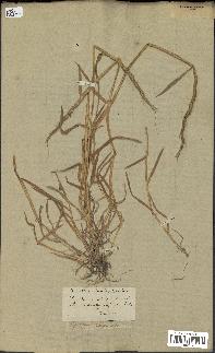 spécimen de Aegilops ventricosa
