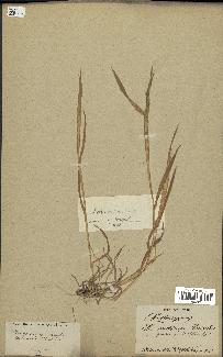 spécimen de Aegilops ventricosa