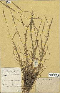 spécimen de Aegilops ventricosa
